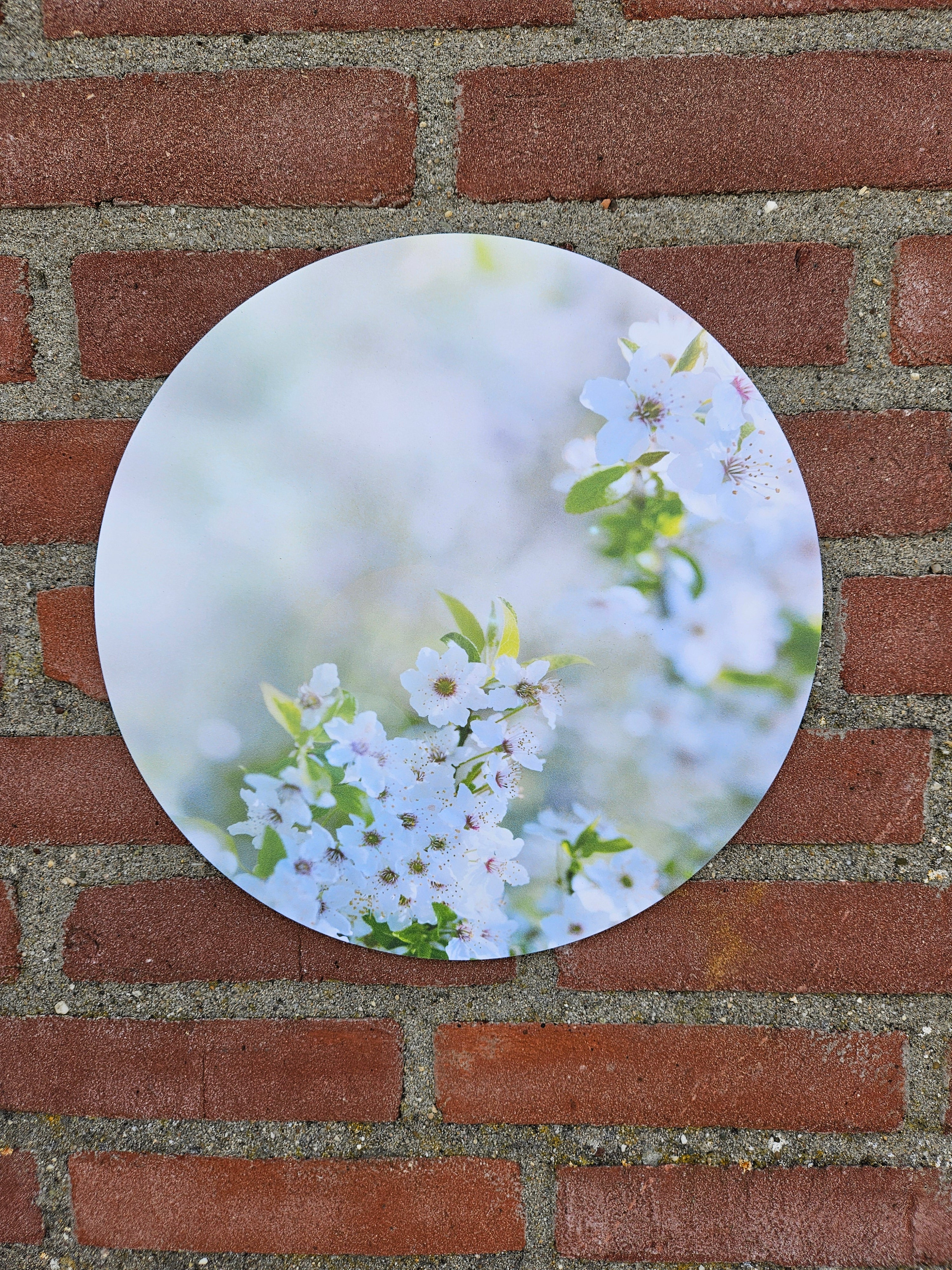 Witte bloemen