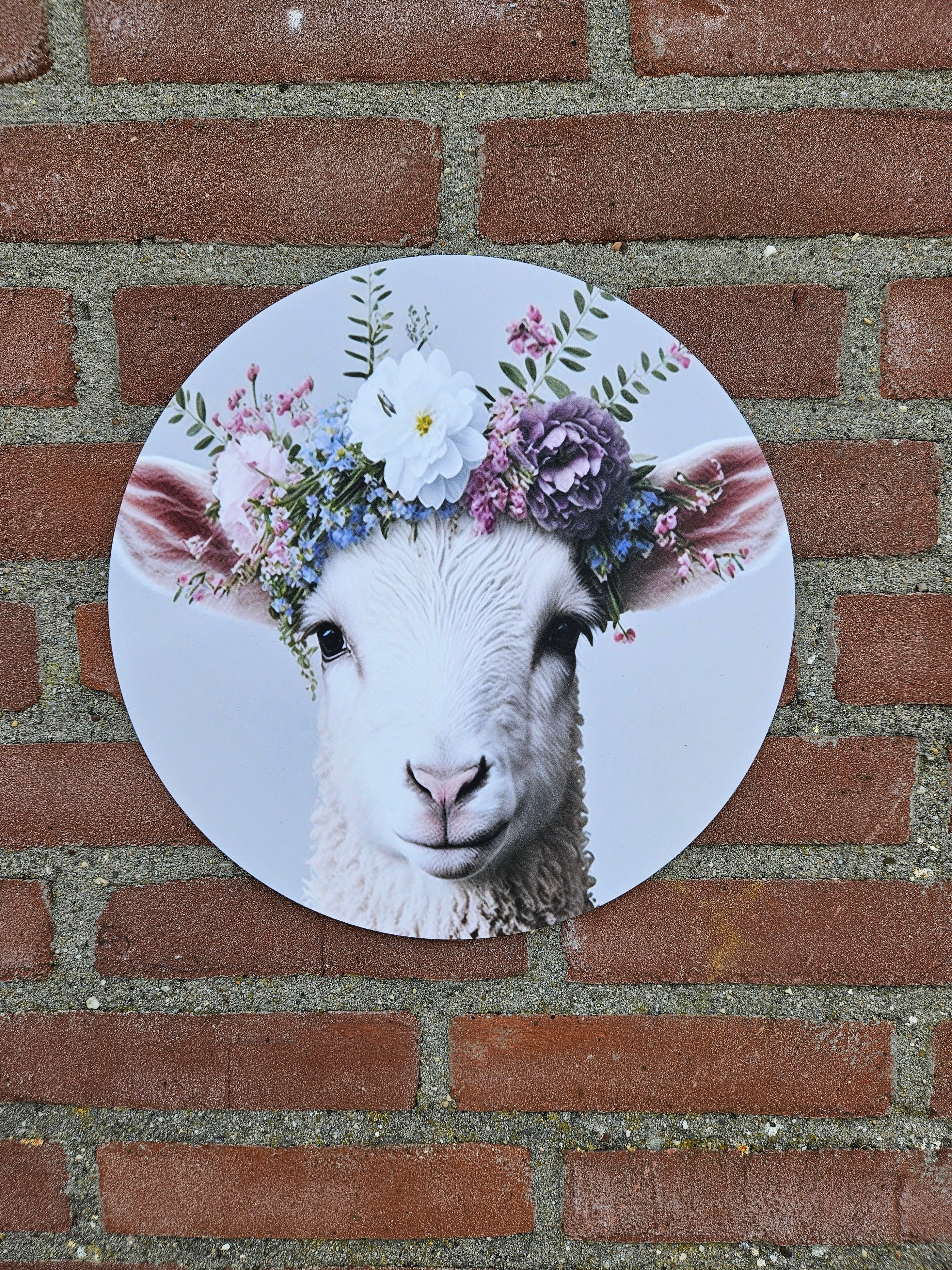 Schaap